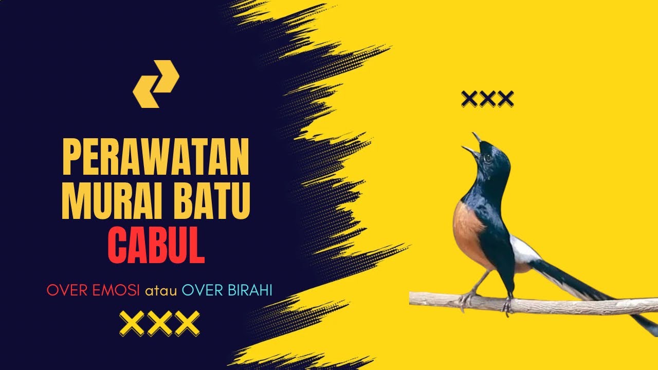 Perawatan Burung Murai Batu Cabul, Pasti Sembuh ‼️