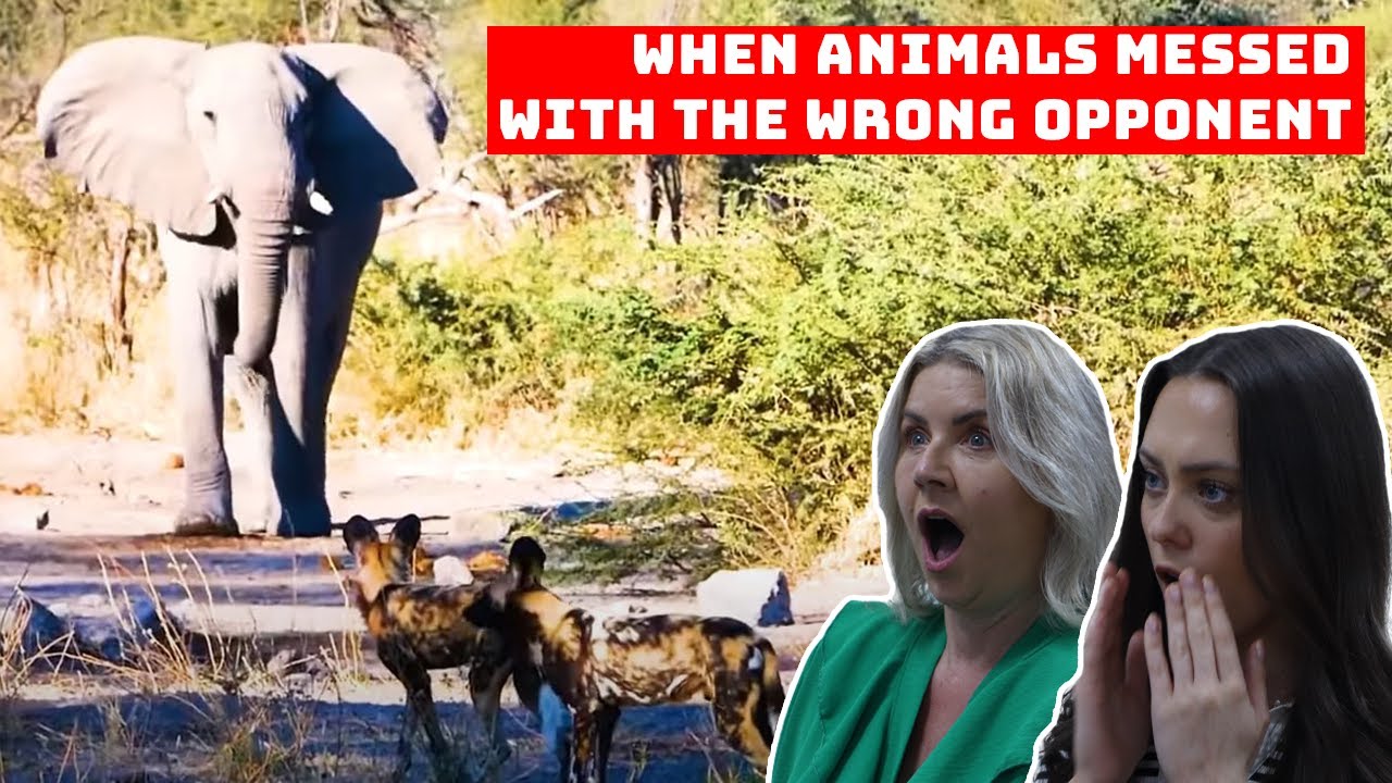BRITISH FAMILY REACTS | When Animals Messed With The Wrong Opponent!