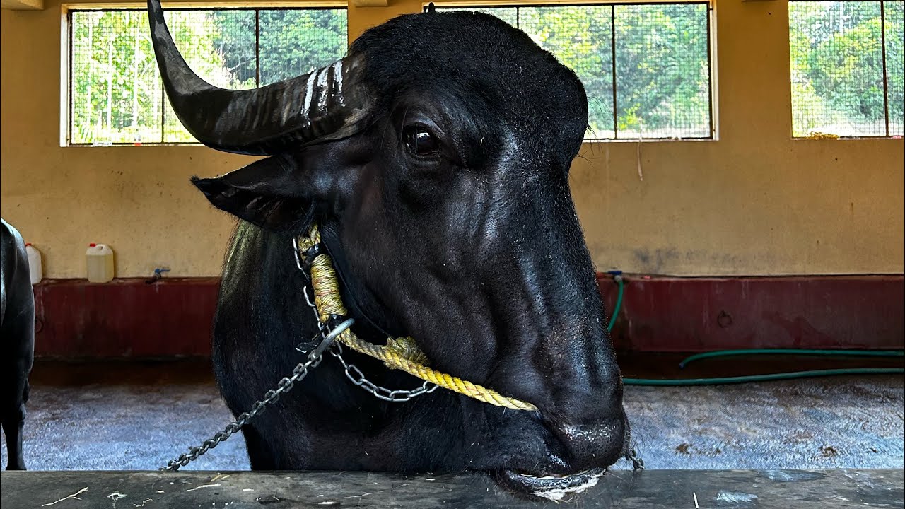 Kambala da yeru tuka bale🐃😁 | team Boladagutthu❤️  | Nidhi Shetty