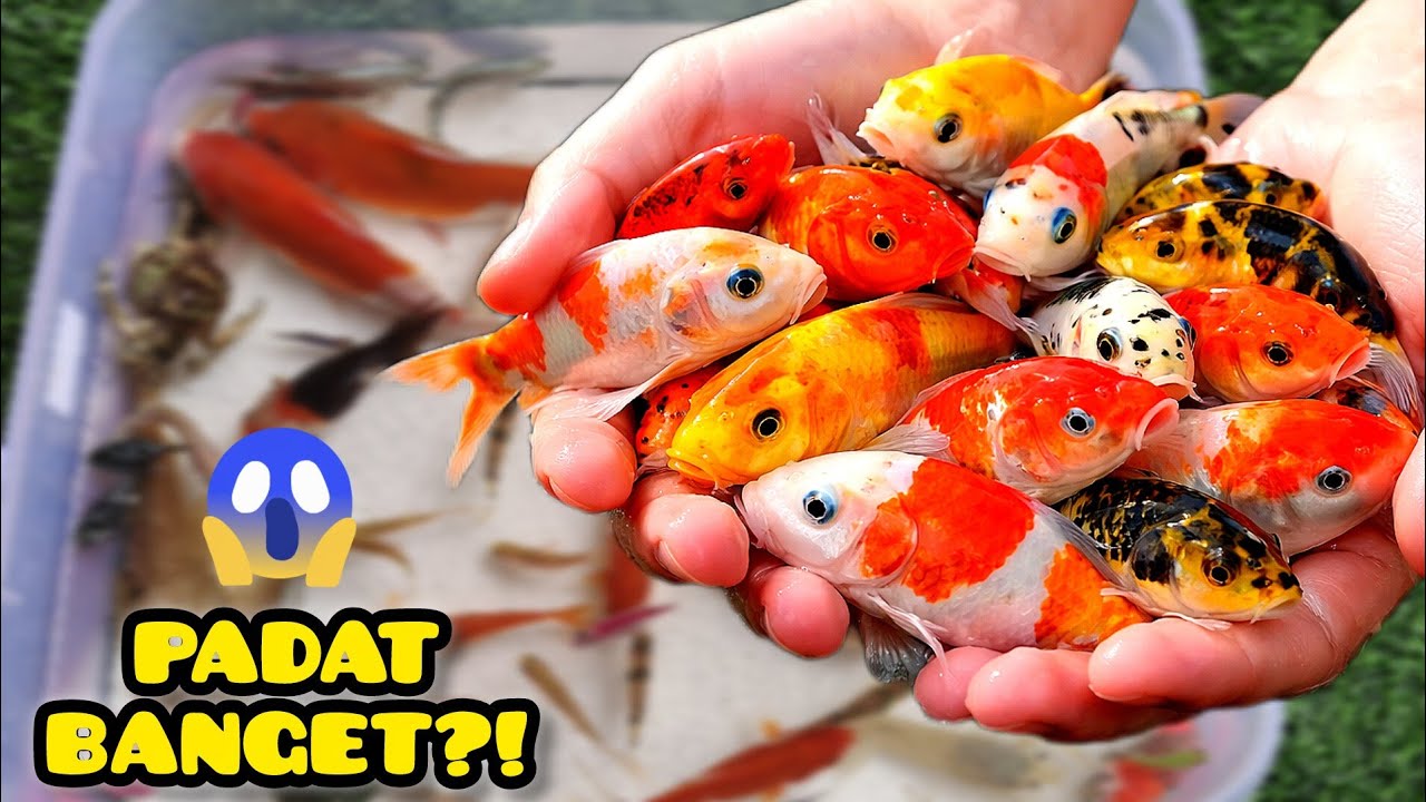 GILA! KOI RAKSASA Masuk Kolam Kecil 😱 Campur Koki & Glowfish Jadi Penuh Banget!