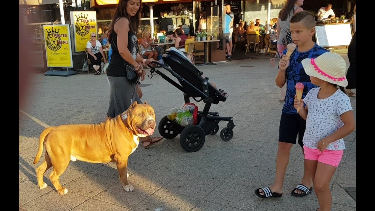 How people react when a 150 lbs Pitbull walking through at Scheveningen boulevard