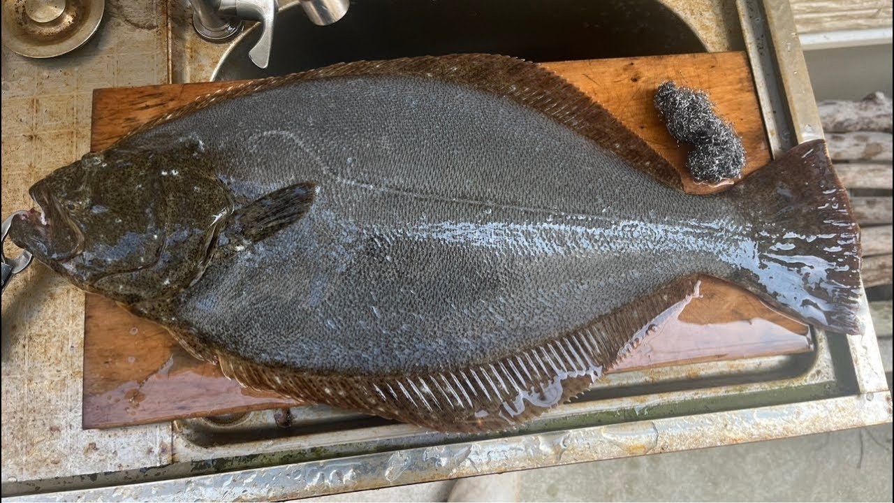 【釣り】朝マズメショアジギ配信🎣#釣り#fishing#ショアジギング