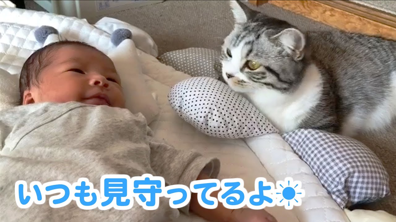赤ちゃんと姉ニャンコの間に生まれた、優しい絆のかたちは…♡