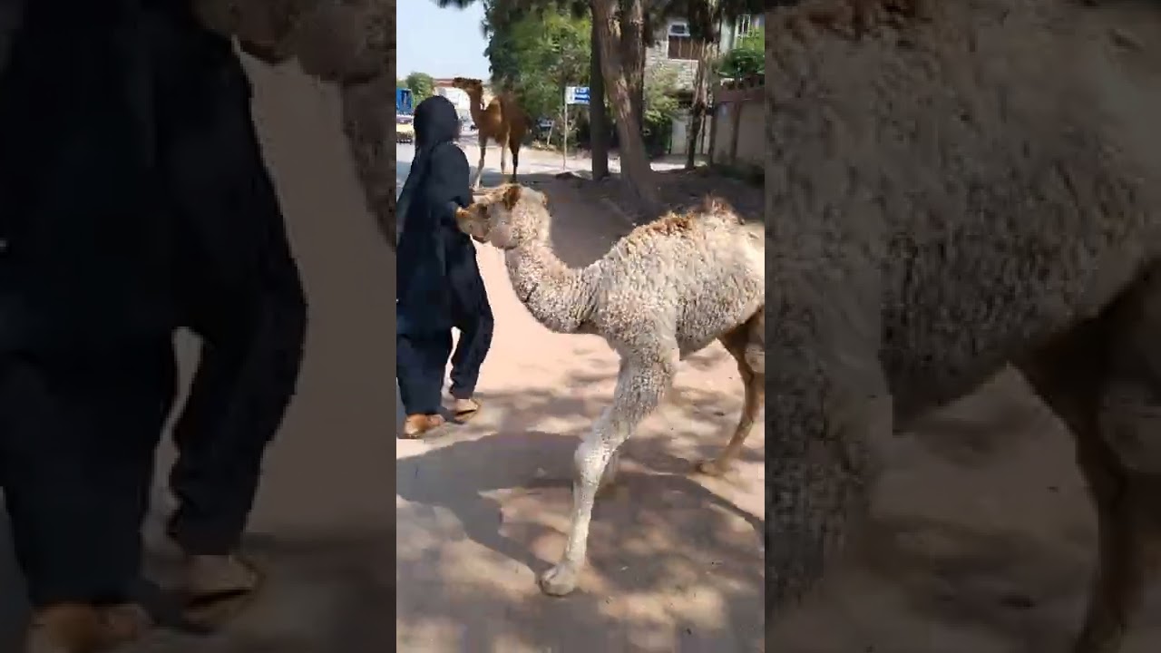 fresh Camel Milk and cute Camel baby 😍