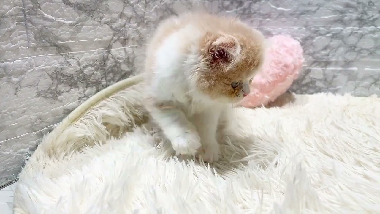 199187　スコティッシュフォールド　ペットショップ犬の家＆猫の里香久山店