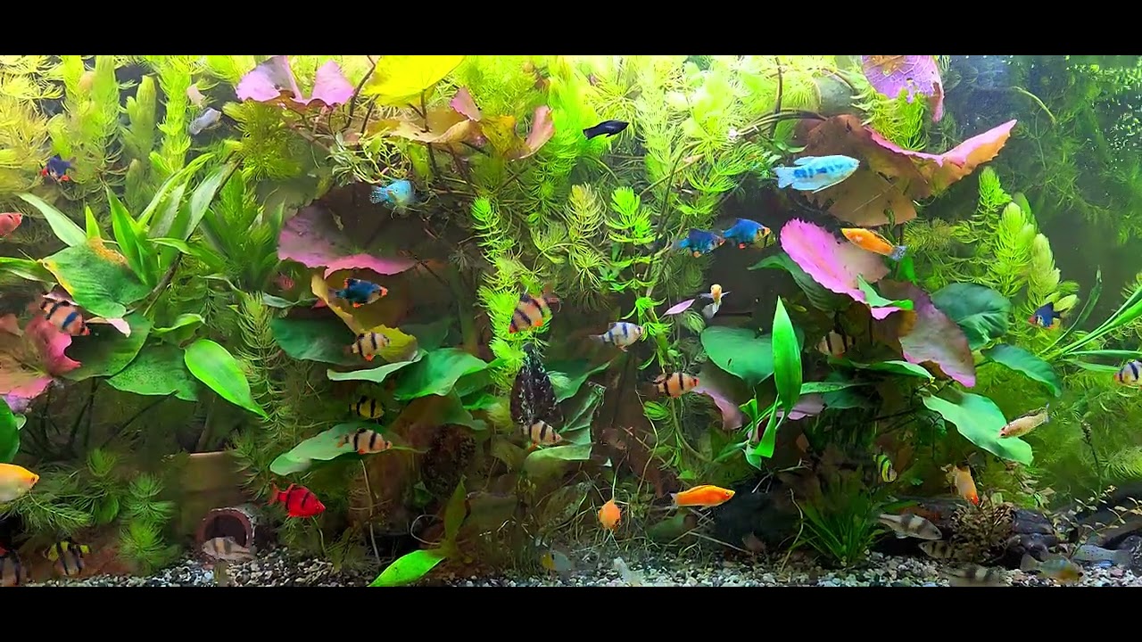 150-gallon community aquarium 