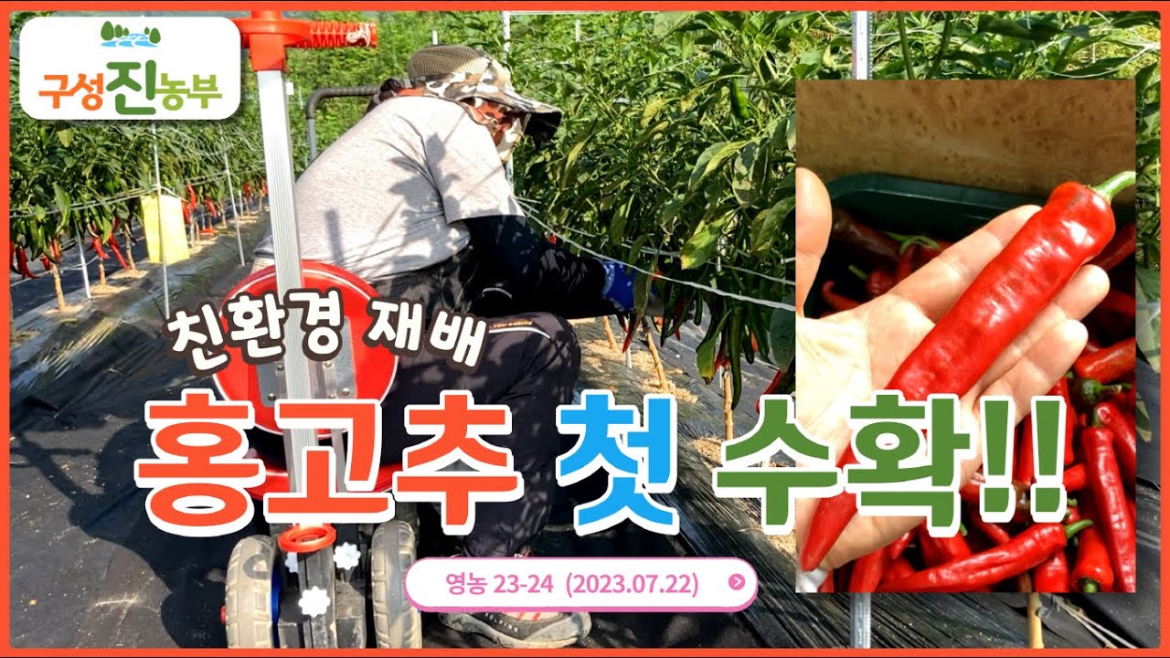 [구성진농부] vlog 김천귀농생활기 - 드디어 친환경 재배 홍고추 첫 수확!(영농23-24, 2023.07.23)