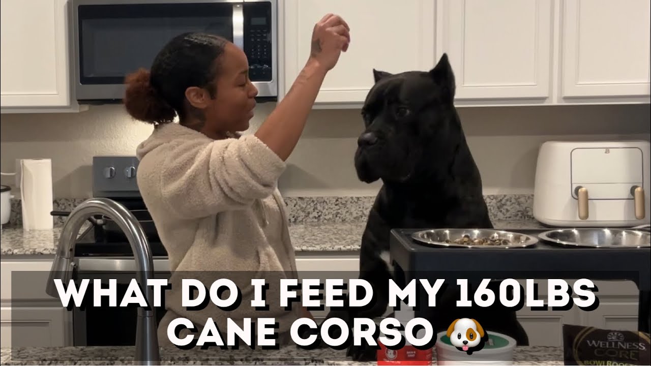 Чем я кормлю своего кане-корсо весом 160 фунтов 🐶