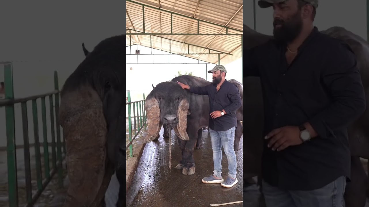 The moment of life with the world best  Jaffarabadi Buffaloes &ldquo; With the Alpha of the herd&rdquo;