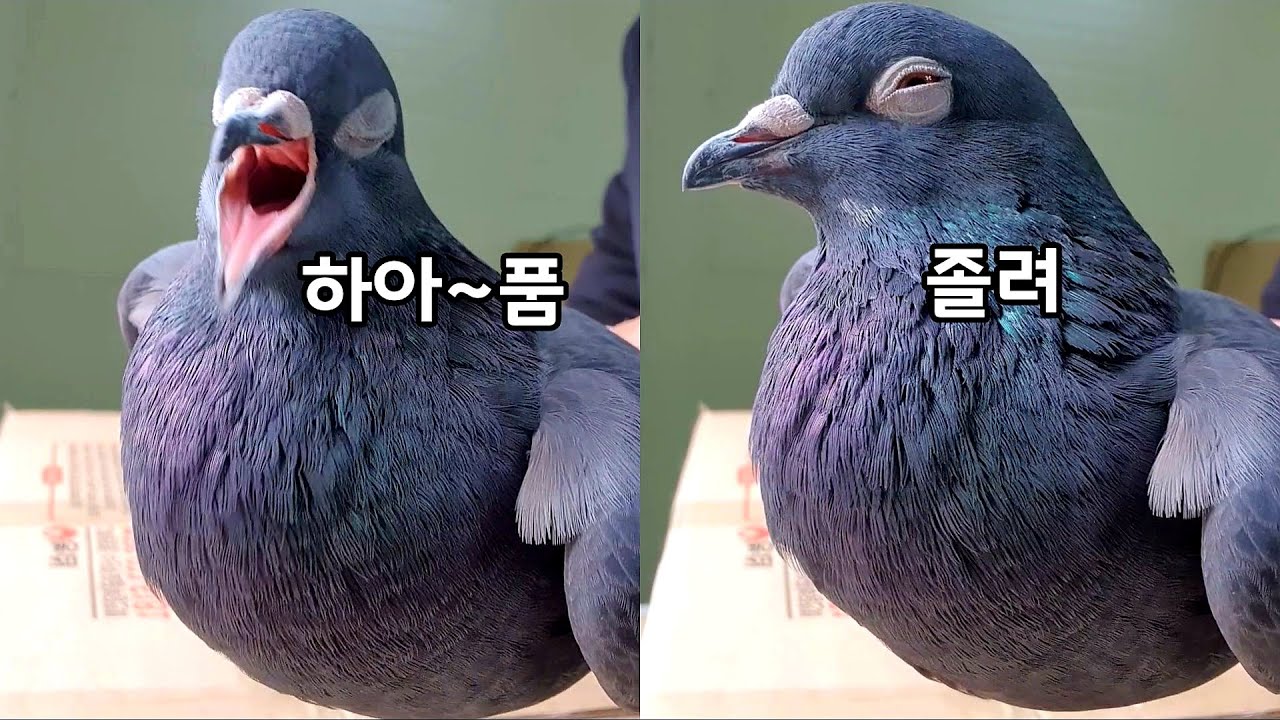 피곤한 비둘기