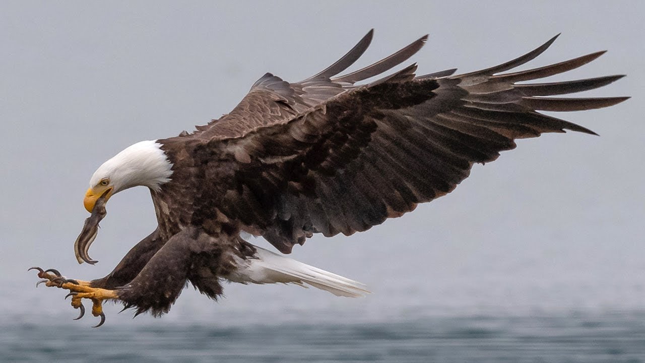 Insane Bald Eagle Bird In Flight FIGHTING Photography with Nikon D850 & 500MM F4