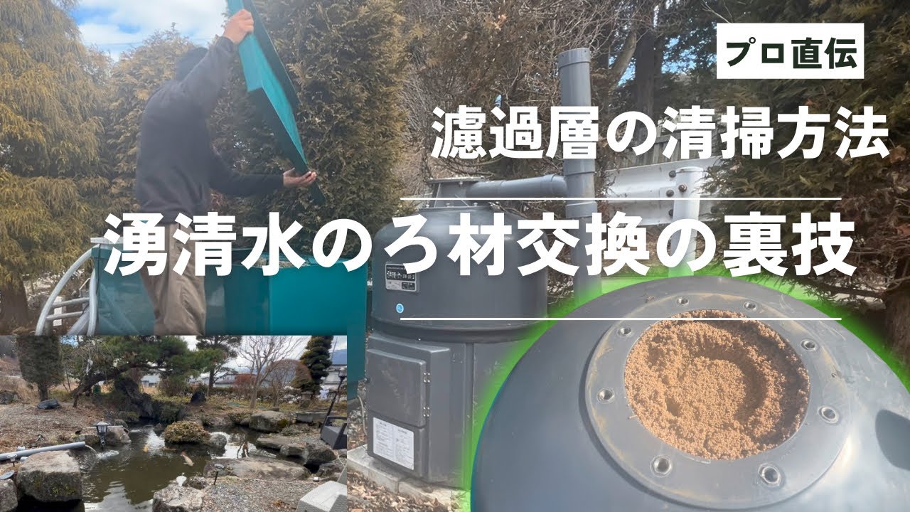 湧清水10型の濾過材を交換すると#錦鯉 #錦鯉販売 #koifish #koi