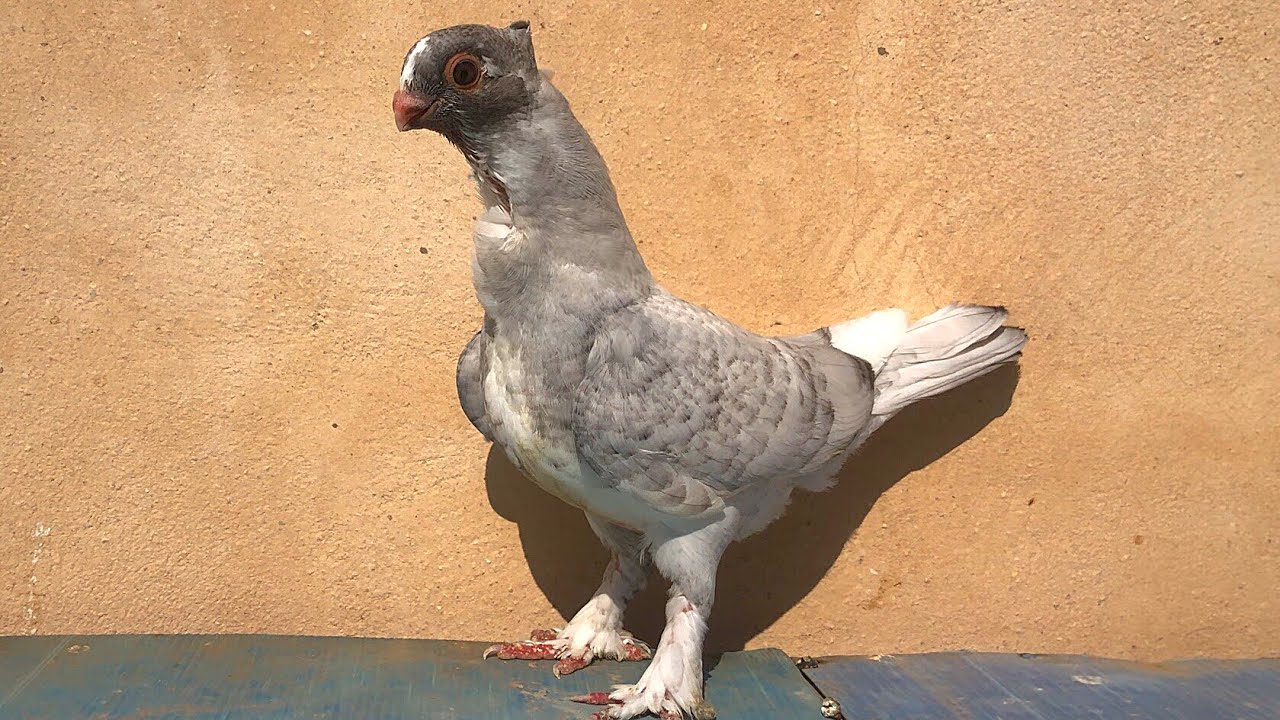 اروع فرخ حمام انجليزي قراقطه ويمثل مساويد القراقطه