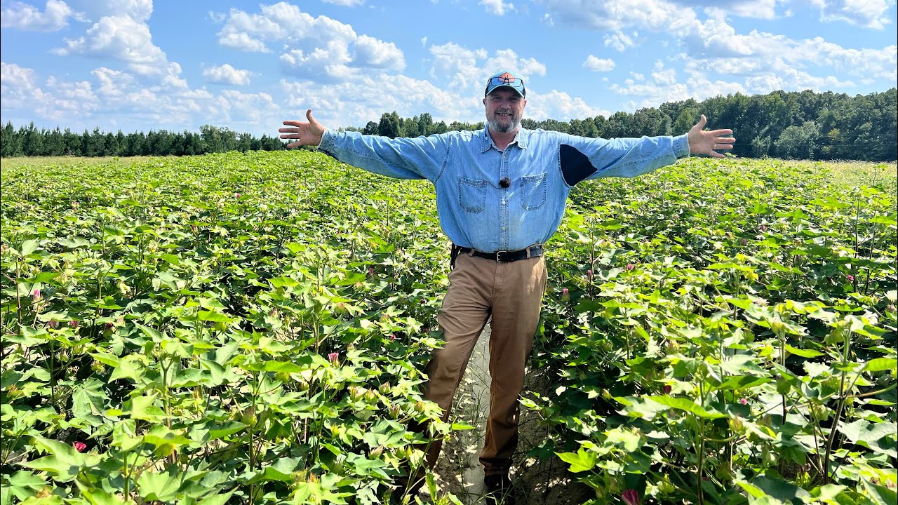Bush Hogging Sweet Potato Vines, Beautiful Cotton , Picking Watermelon and Okra