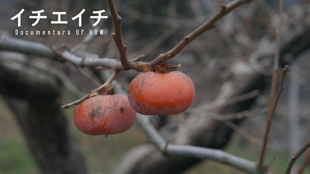 佐渡島の柿農家の冬を見つめる。｜Documentary Of HOW