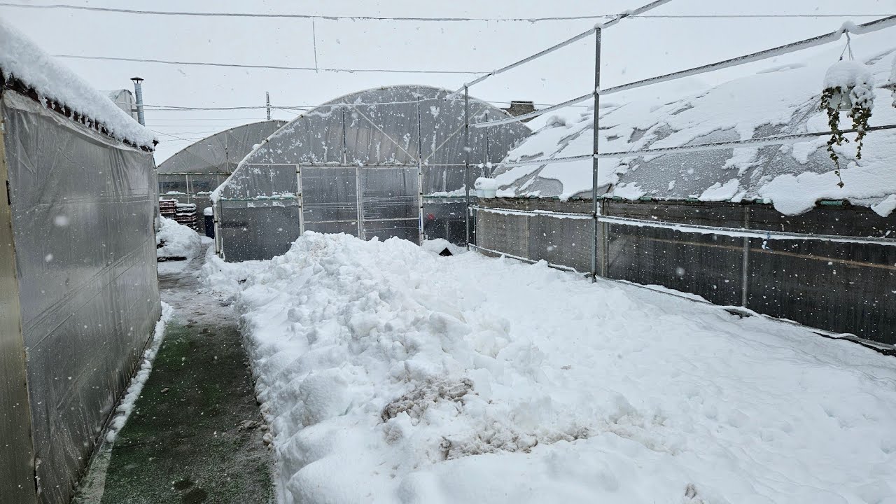 Starea vremii la Bălăceanca! 