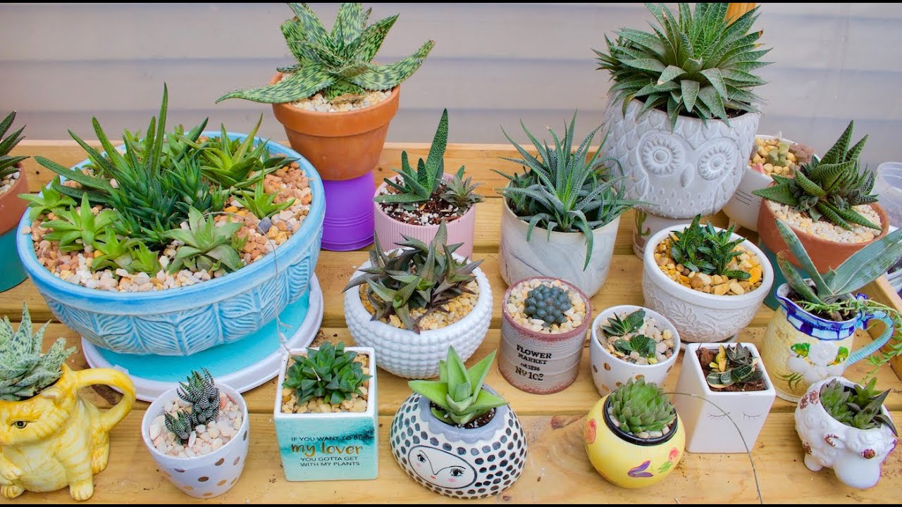 Suculentas Haworthia Son De Sol O Sombra?