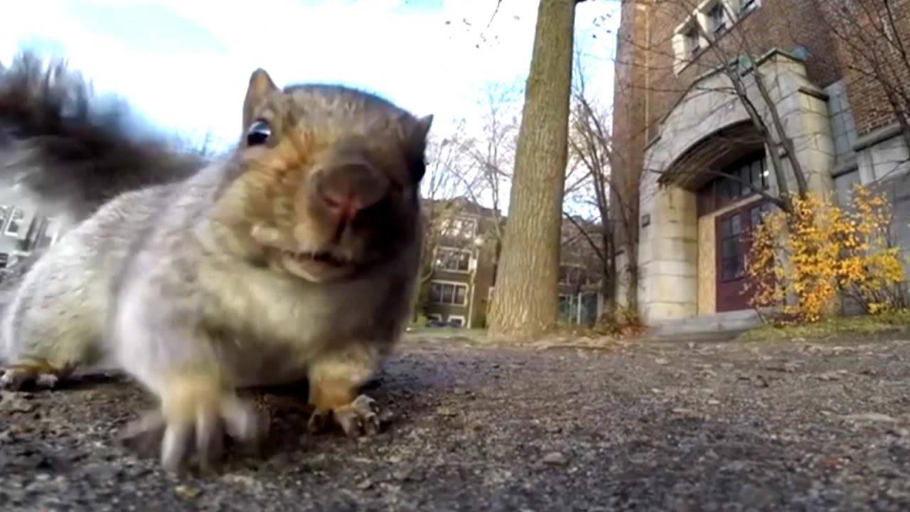 Squirrel steals GoPro attached to some food; Squirrel attack sends couple to hospital - Compilation