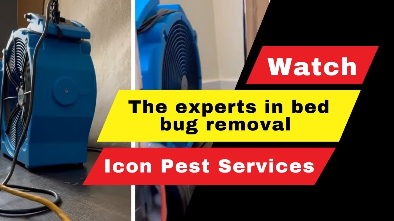 Introducing Icon Pest, the experts in bed bug removal | Icon Pest
