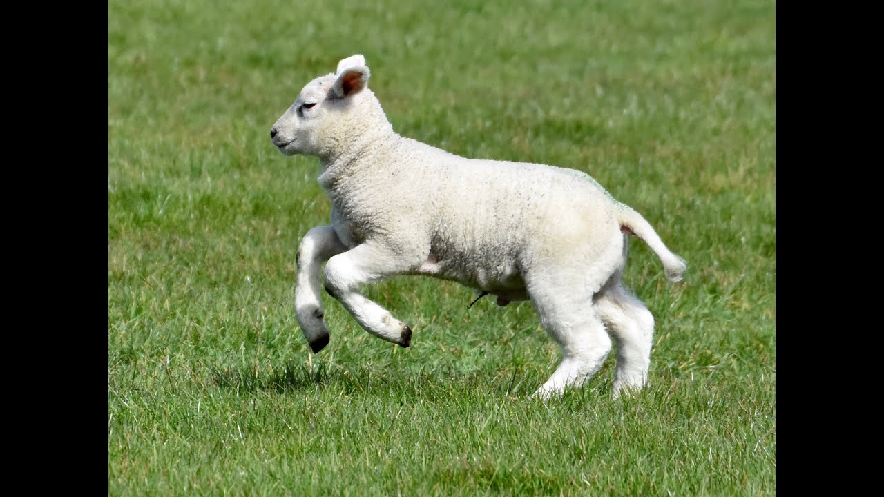 Happy Lambs Playing in the Pasture