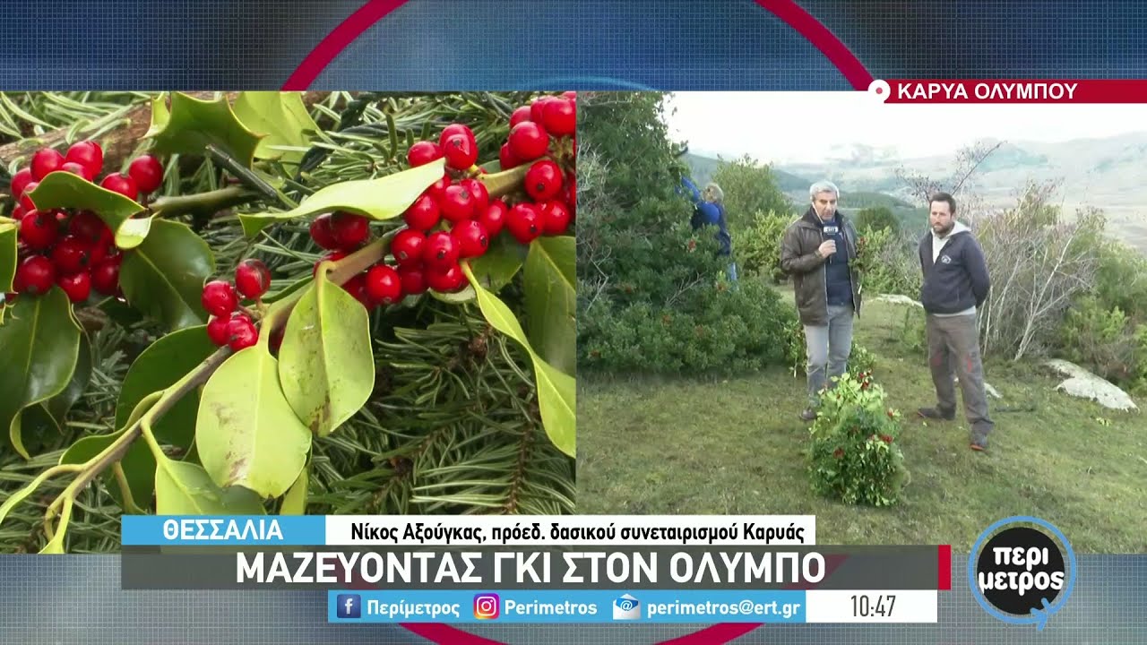 Μαζεύοντας γκι στον Όλυμπο | 07/12/2021 | ΕΡΤ