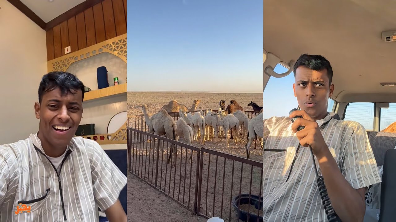 سنابات قعيد المجد| الحياة عند الابل 🐪 قهوة المغرب 😜😂