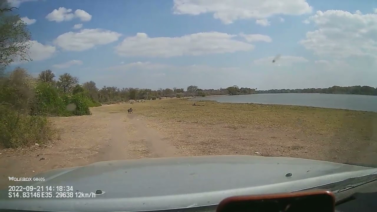 Dashcam: Africa Wildlife. Malawi's Liwonde National Park: wild pigs, impala, birds...