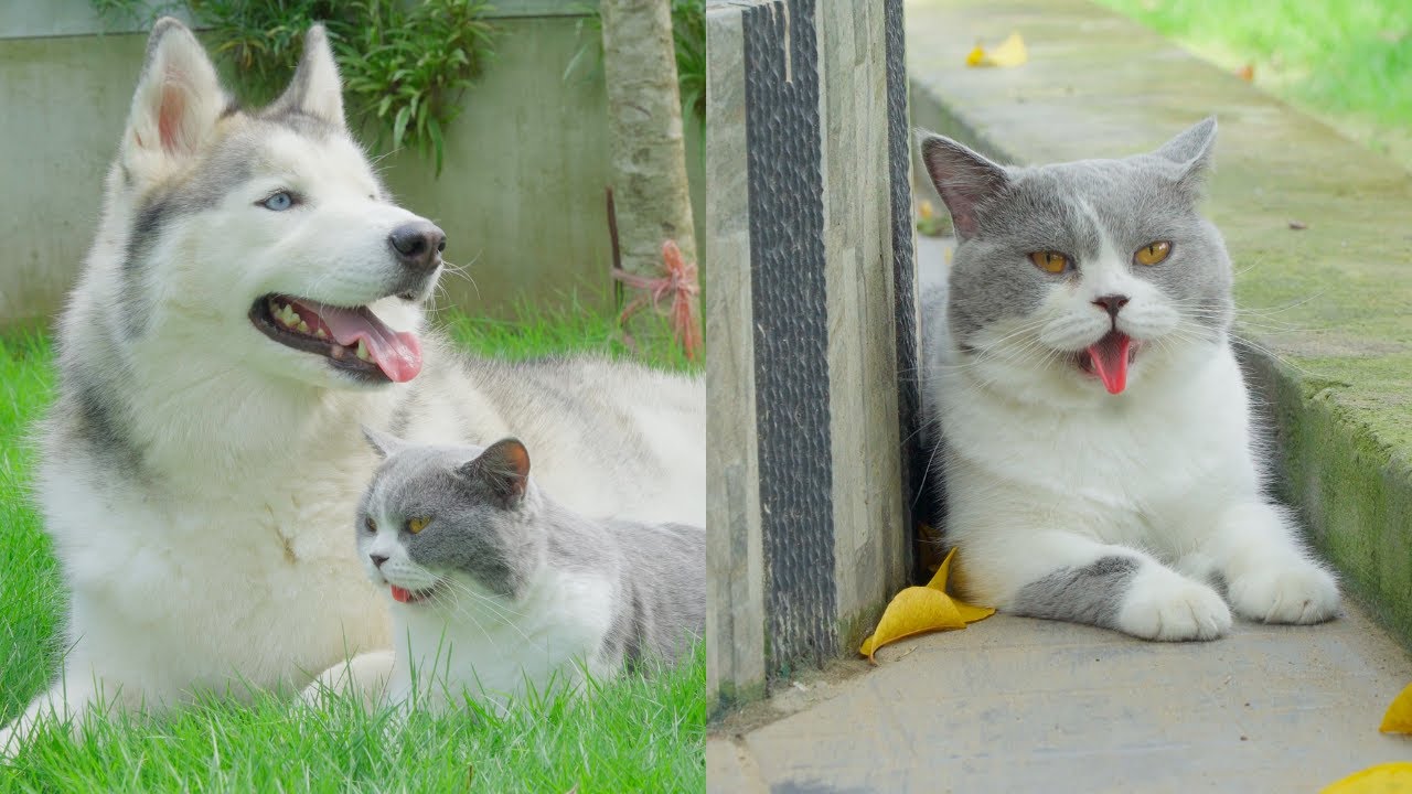 After 9 Months Raised by a Husky, This Cat Really Thinks He’s a Dog!