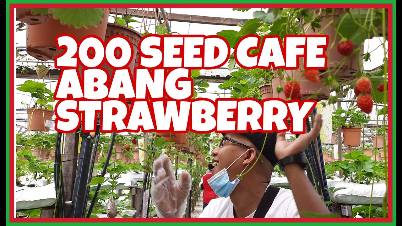 CAMERON HIGHLANDS (PART 2) 200 SEED CAFE ABANG STRAWBERRY