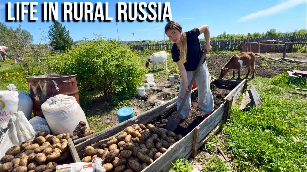 Gorący letni dzień na Syberii 🇷🇺 Życie na wsi i praca w ogrodzie👩🏻&zwj;🌾