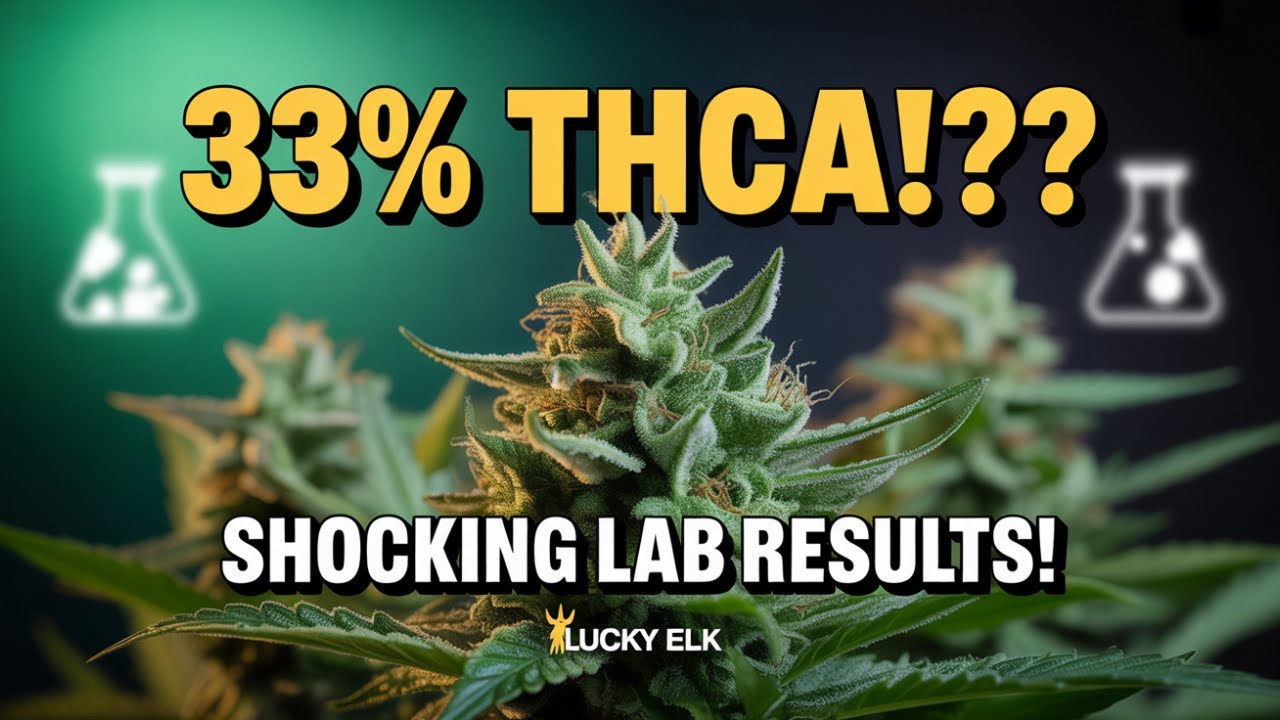 Flapjacks THCa Small Buds Review | Garlic-Gas Funk Uncovered!