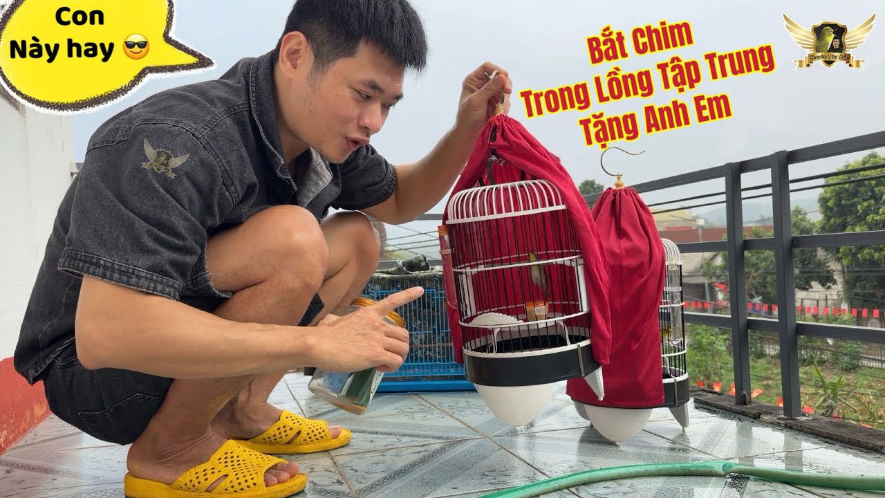 Bắt Chim Khuyên Trong Bu Tập Trung Tặng Anh Em Đam Mê Và Mua Lồng Inox Mới Cho Đàn Chim Nhà | KTB