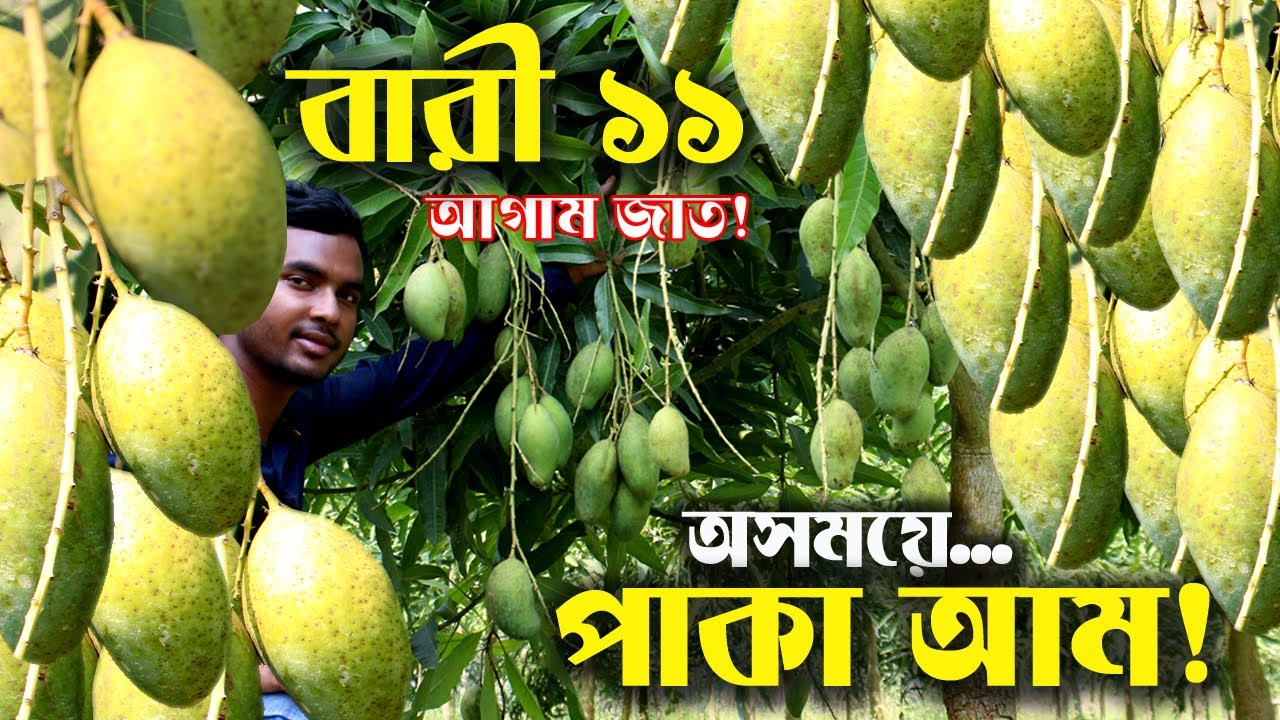 অসময়ের বারোমাসি বারী আম ১১ চাষ পদ্ধতি | Bari 11 Mango | বারোমাসি আম | উদ্যোক্তার খোঁজে