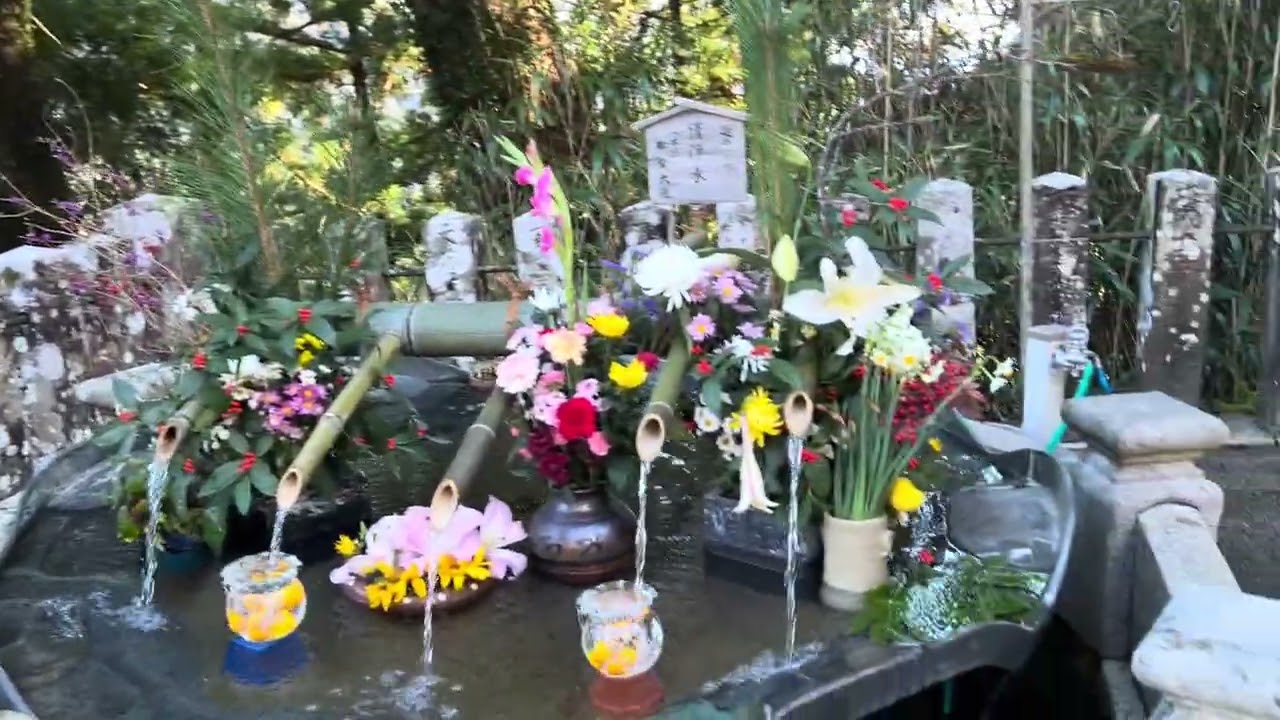 #初詣#熊野那智大社#トイプードル
