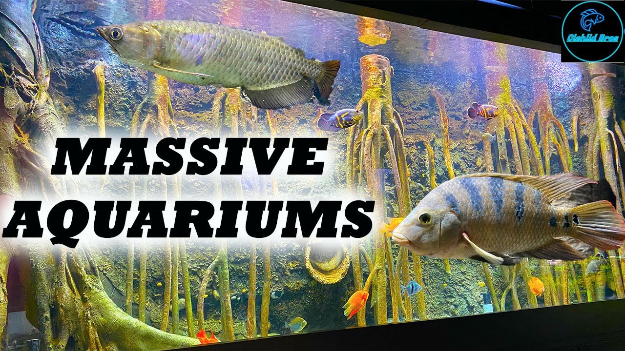 Local Fish Store Tour | Aquarium Adventure (Huge Aquariums!)