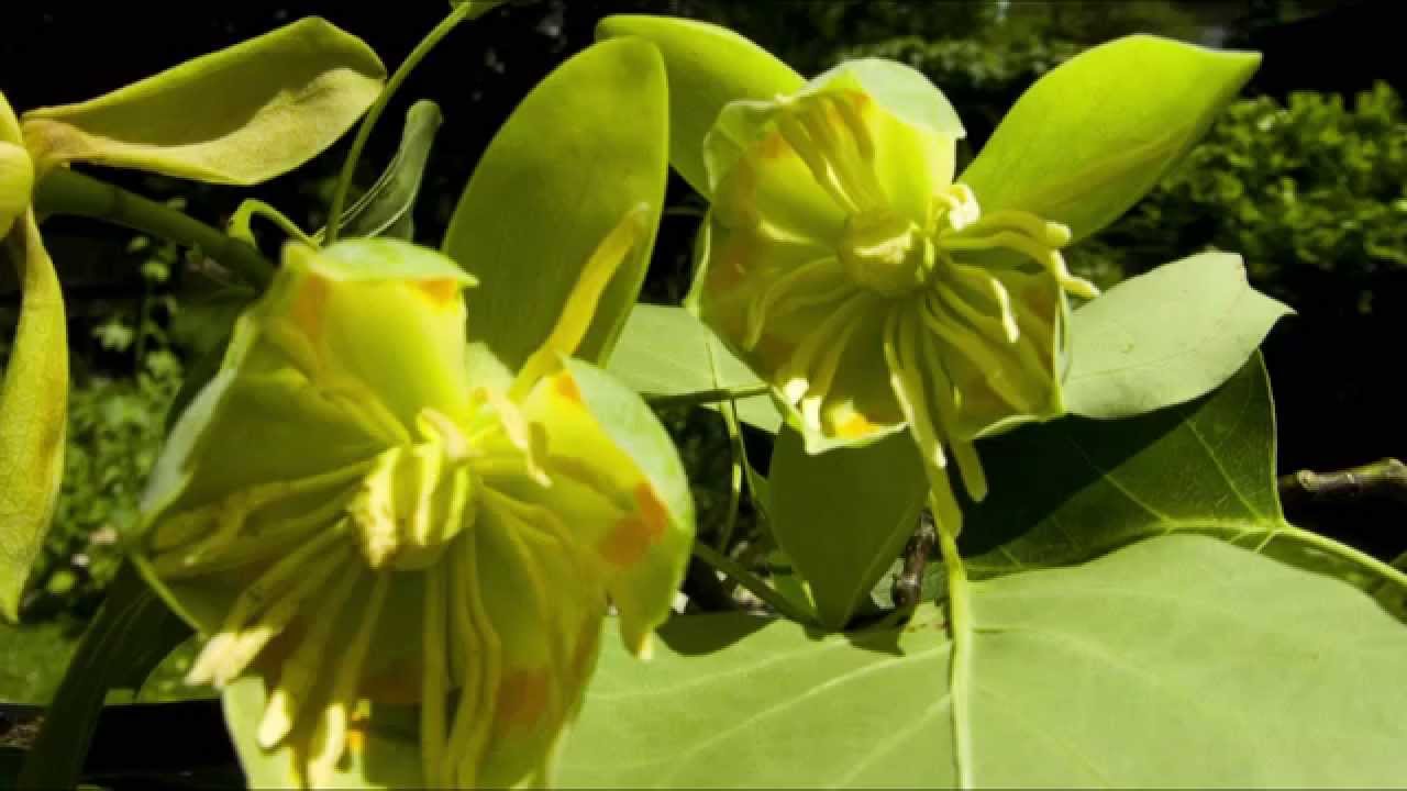 Tulpenbaum vor und nach dem Sturm