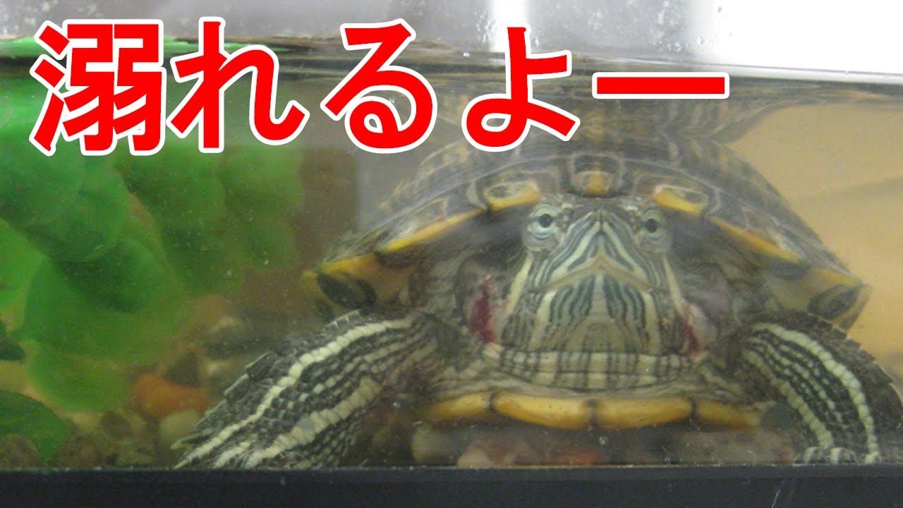 【クサガメ・ミドリガメ】獣医師が教える亀さんが溺れる理由