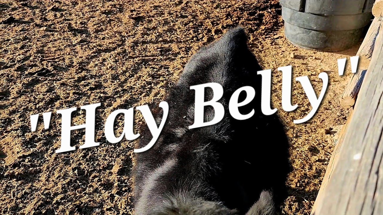 #farming #calf #homesteading  How to treat 