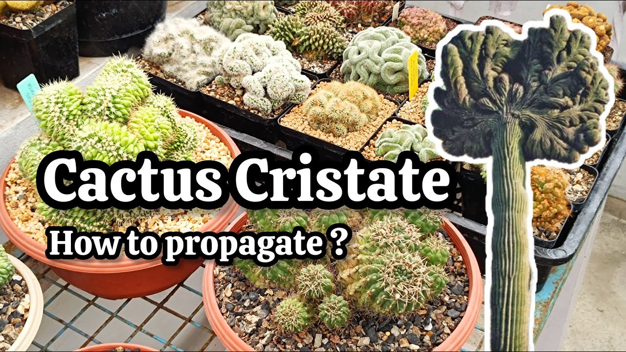 The Art of Cactus Crestates: My Collection Revealed !