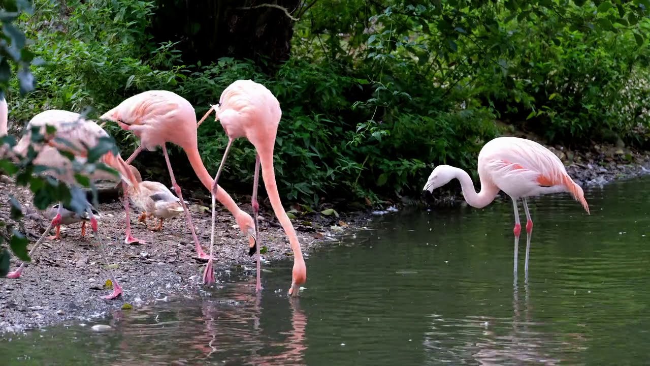 Frozen Famingos! Beautiful Nature Bird what'sapp status video