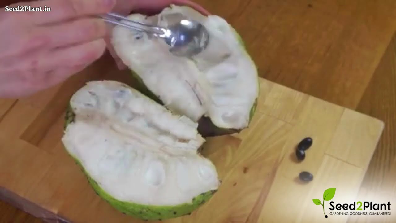 Grow SourSop at Home! 🌱 Annona Muricata Live Plant for Healthy Fruits | Seed2Plant