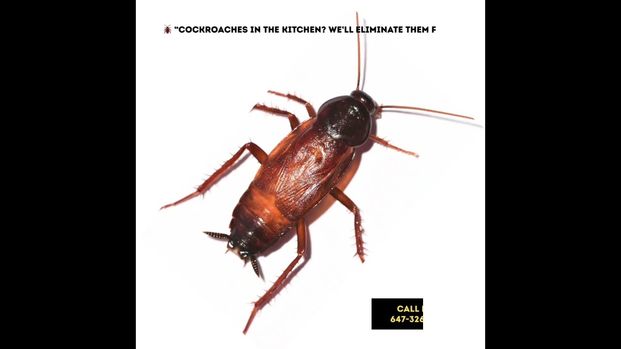 🏠 Pest Control Tips Every Homeowner in Toronto, Brampton & Mississauga Needs #wildlife #pestcontrol