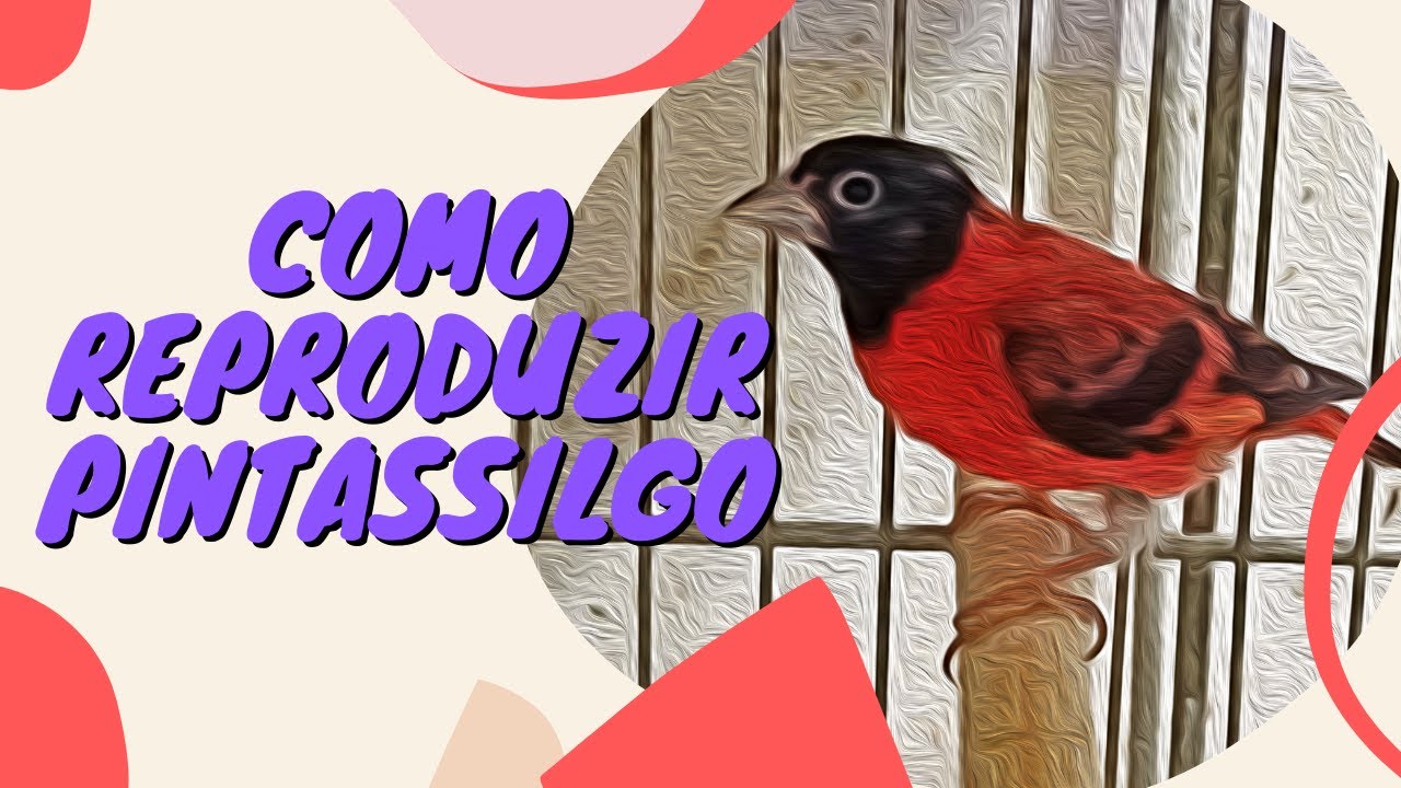 Como Reproduzir o Pintassilgo #PássaroseCantosOficial