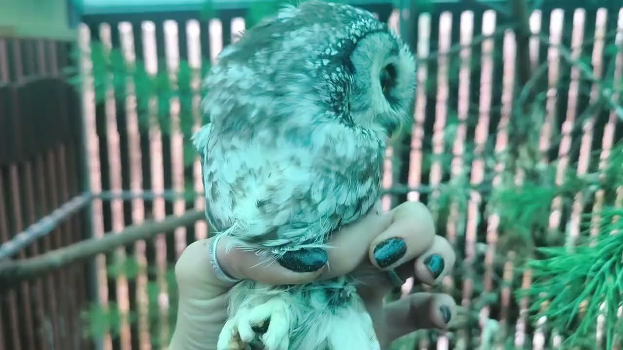 Иволга и упражнения на турнике