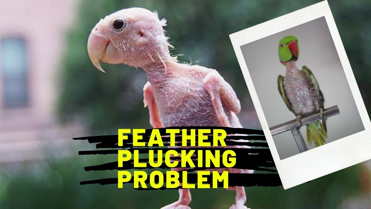 Naked bird turns out a beautiful one| feather plucking in birds| care n treatment| bald lovebird