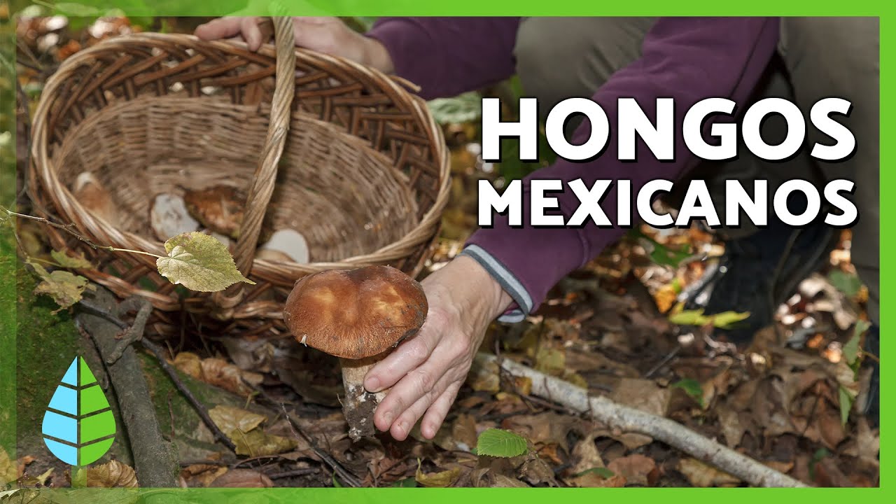 10 HONGOS COMESTIBLES en M&Eacute;XICO 🍄 | &iquest;C&oacute;mo reconocerlos?