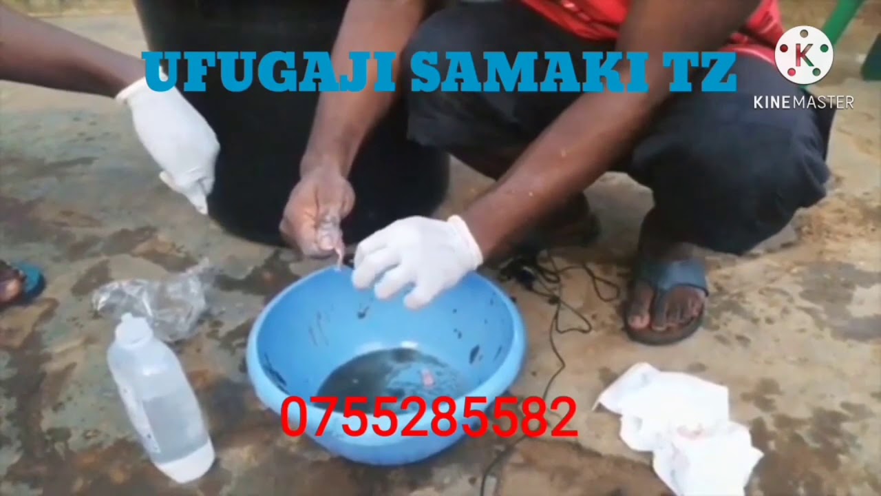 +255 755 285582 NJOO TUKUFUNDISHE  KUTOTLESHA/ KUZALISHA VIFARANGA VYA SAMAKI SATO NA KAMBALE