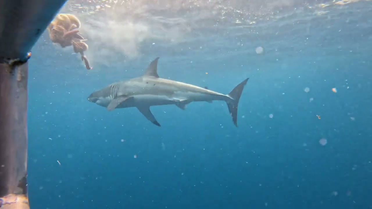 Great white shark cage diving