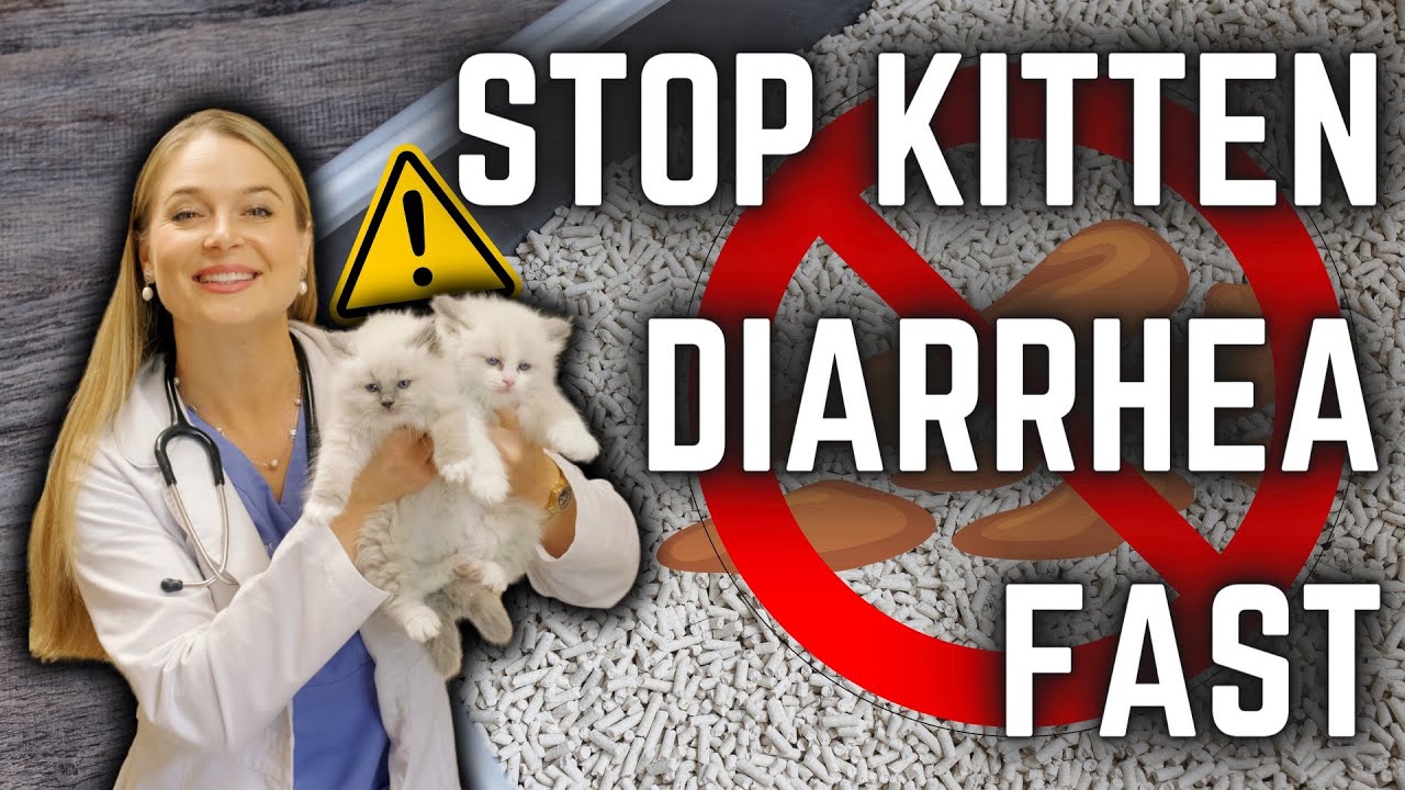 How to Stop Kitten DIARRHEA? | Diet + Parasite treatment! | New Breeders MUST WATCH!