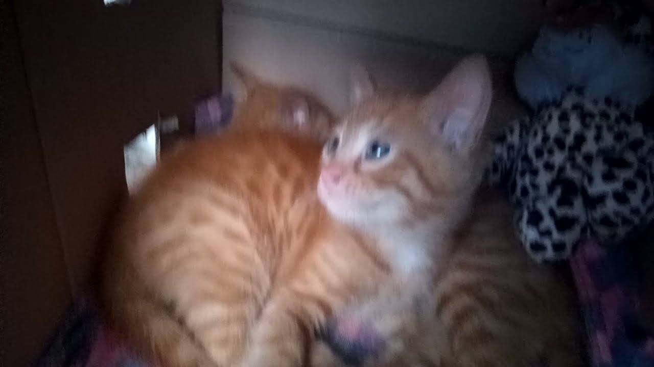 video s Pufom a Mufom